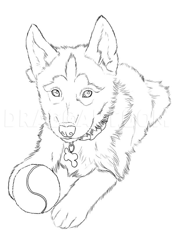 How to draw huskies draw a husky step by step drawing guide by neekonoir dragoart husky drawing animal drawings sketches dog drawing simple