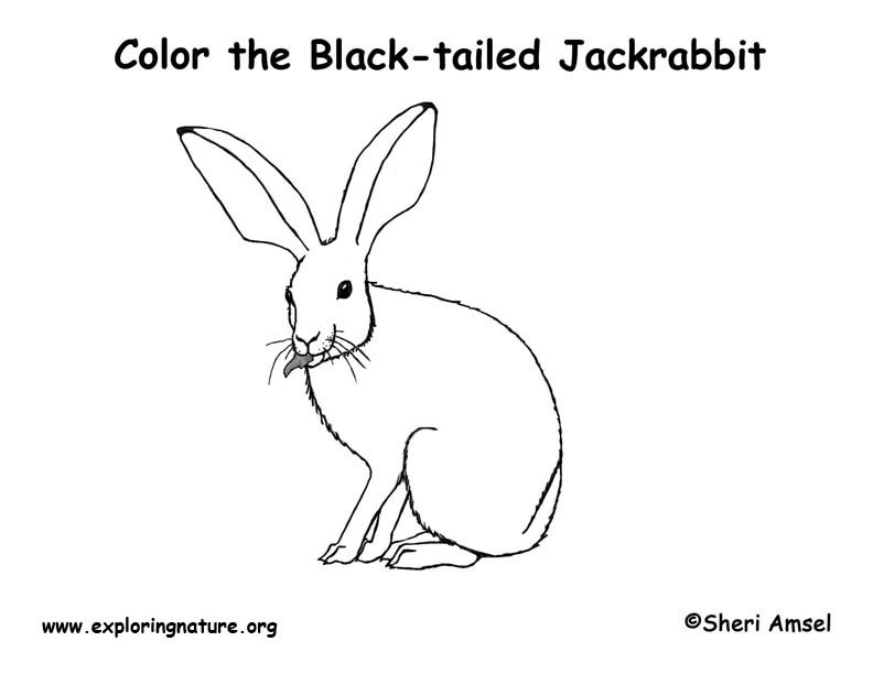 Jackrabbit coloring page