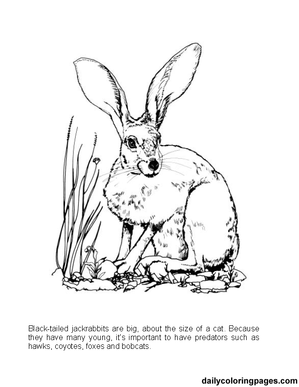 Wildlife coloring pages printable for free download
