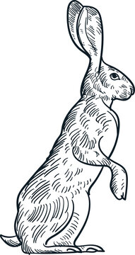 Jack rabbit drawing images â browse photos vectors and video