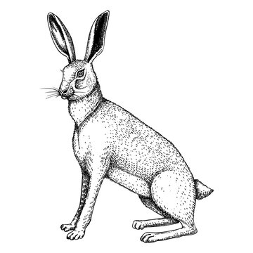 Jack rabbit drawing images â browse photos vectors and video
