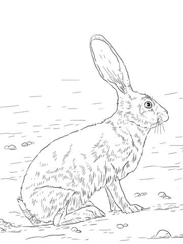 Black tailed jackrabbit coloring page from hares category select from printable crafts of cartâ bunny coloring pages animal coloring pages coloring pages