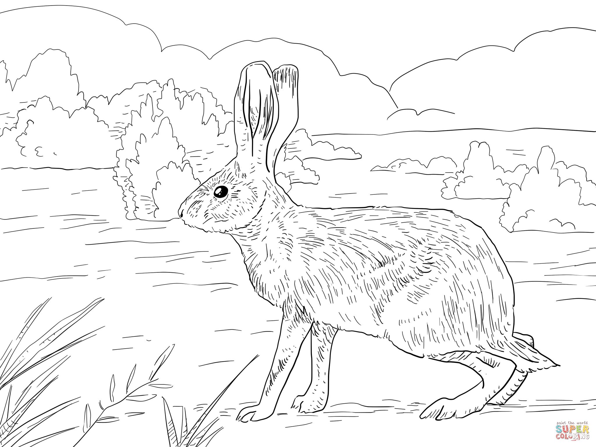 California jack rabbit coloring page supercoloring owl coloring pages bunny coloring pages rabbit colors