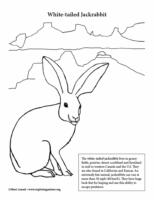 Desert jackrabbit coloring page
