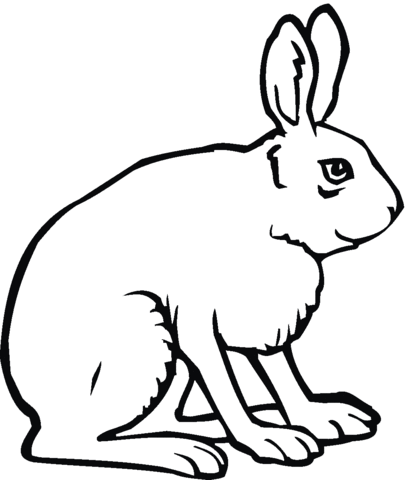 Jack rabbit coloring page free printable coloring pages