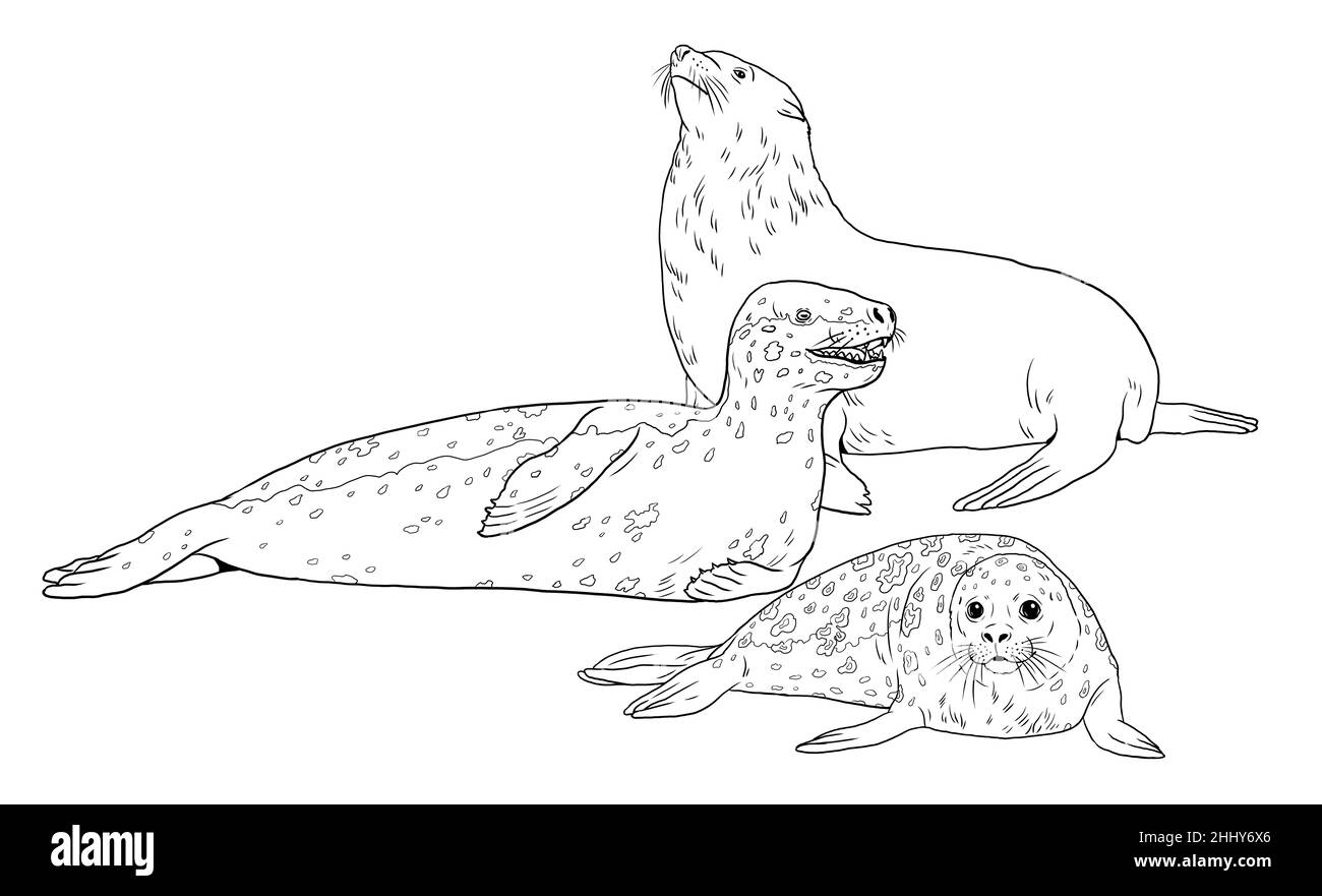 Leopard seal black and white stock photos images