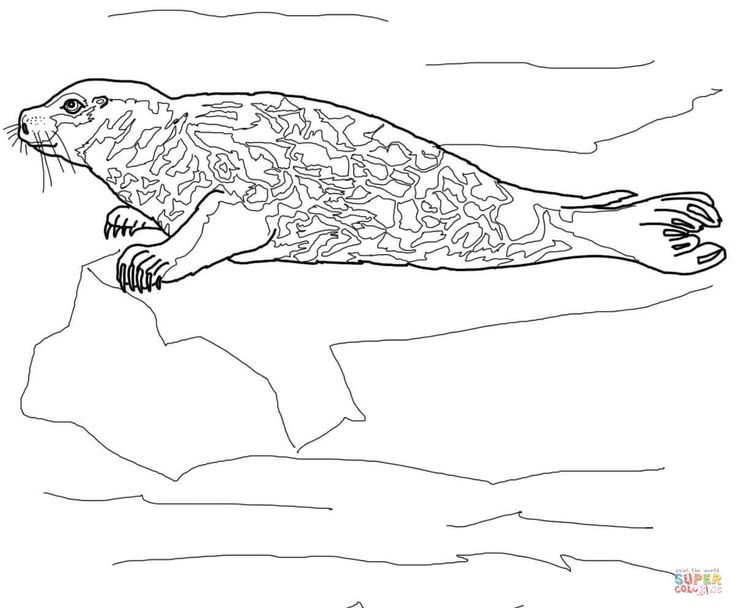 Leopard seal coloring pages baby harp seal leopard seal baby coloring pages