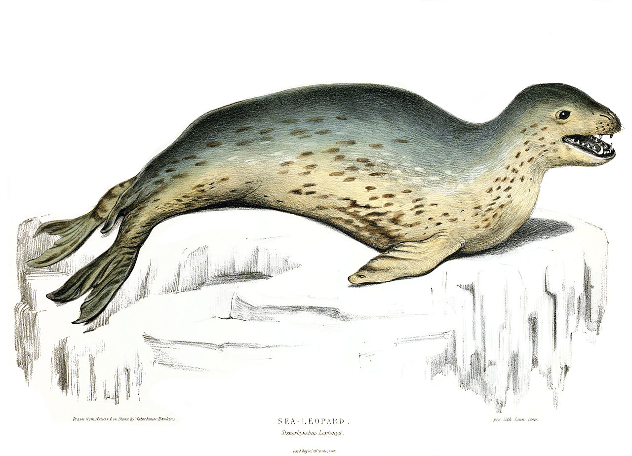 Fileleopard seal jpg