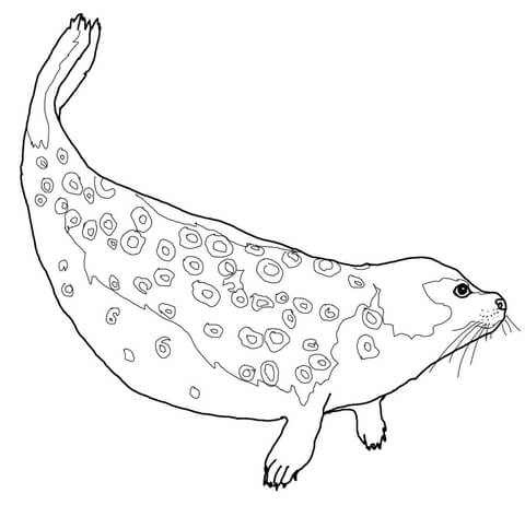 Ringed seal coloring page free printable coloring pages