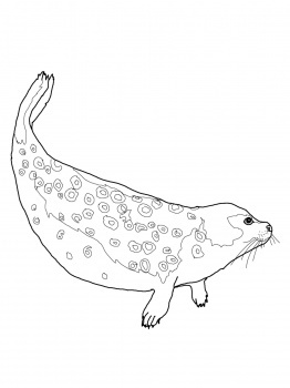 Ringed seal colouring in coloring pages scottish tattoo pet rocks