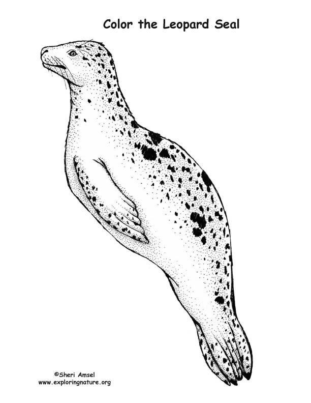 Seal leopard â coloring nature