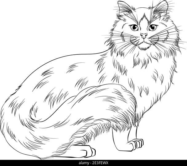 Standing cat breed ragdoll looking forward line art vector illustration suitable for coloring book page print â black cat drawing cat face drawing cat drawing