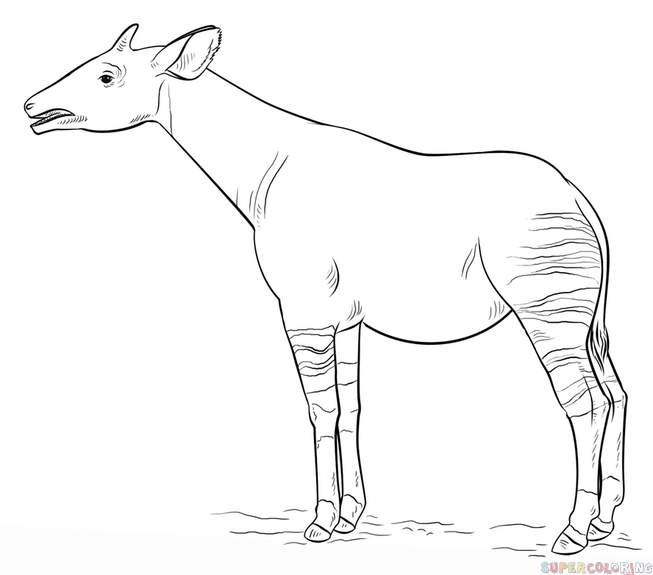 How to draw an okapi step by step drawing tutorials