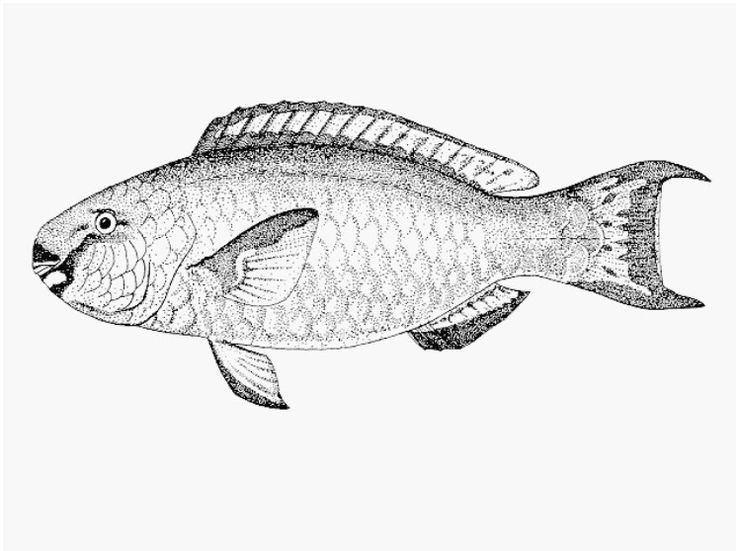 Trout drawing parrotfish for free download