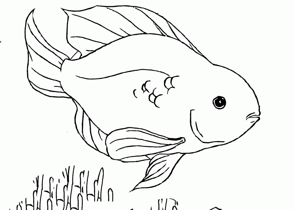 Parrot fish coloring pages