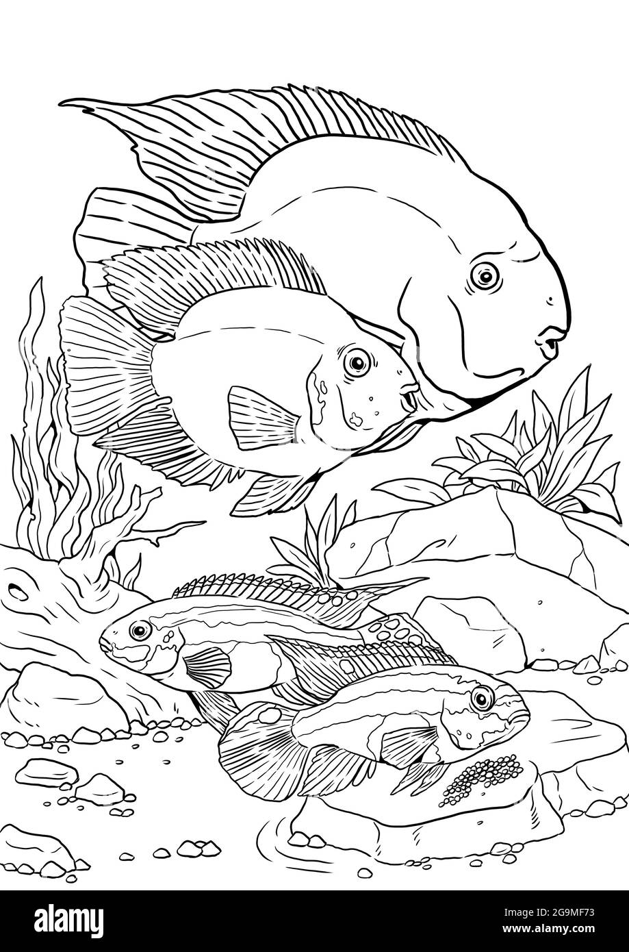 Aquarium with blood parrot cichlid and kribensis fishes for coloring colorful fish with their eggs drawing for coloring book stock photo