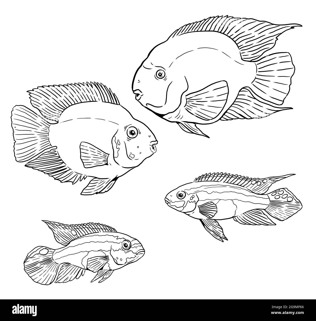 Parrot fish black and white stock photos images