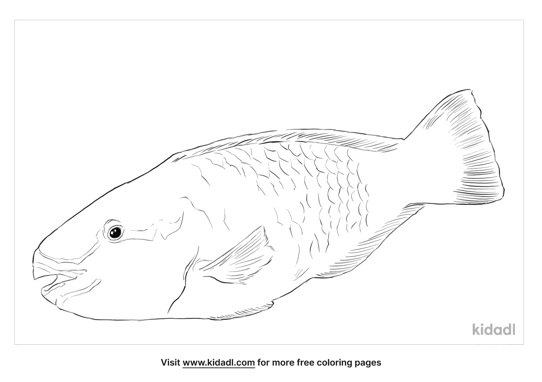 Free bullethead parrotfish coloring page coloring page printables