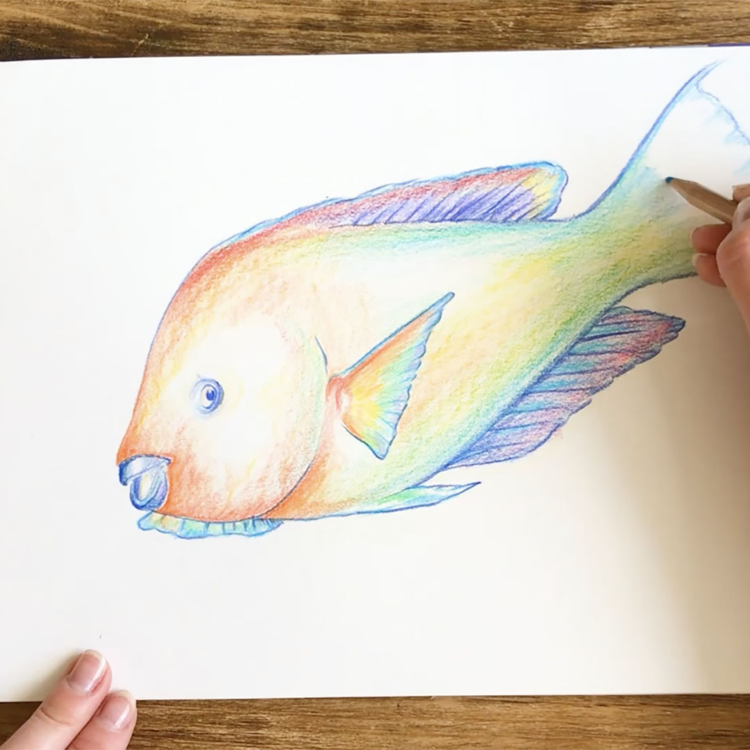 How to draw with colouring pencils techniques daler
