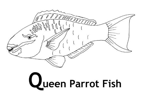 Best images about wild kratts on coloring pages fish coloring page parrot fish cute friend pictures