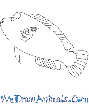 How to draw a humphead parrotfish