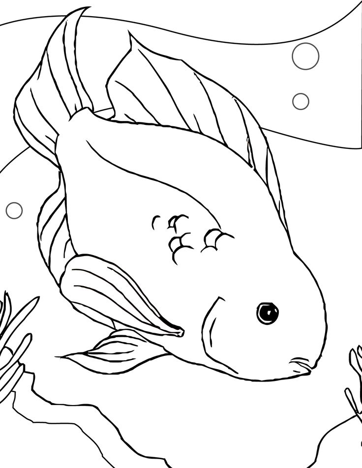 Free printable fish coloring pages for kids fish coloring page animal coloring pages dinosaur coloring pages