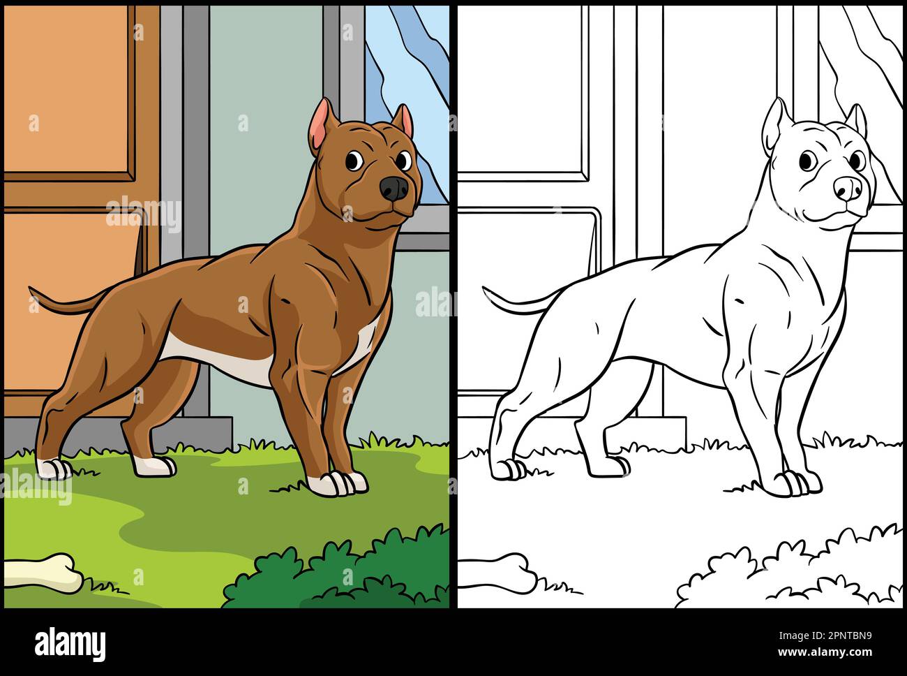 Pit bull coloring page colored illustration stock vector image art