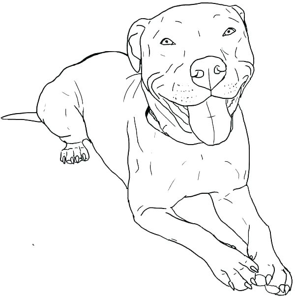 Pitbull coloring pages