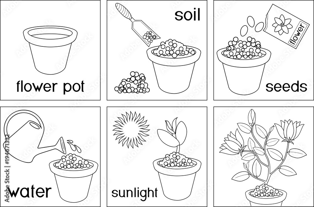 Coloring page instructions on how to plant flower in six easy steps with titles step by step vector