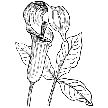 How to draw jack in the pulpit plant flower step by step drawing lesson