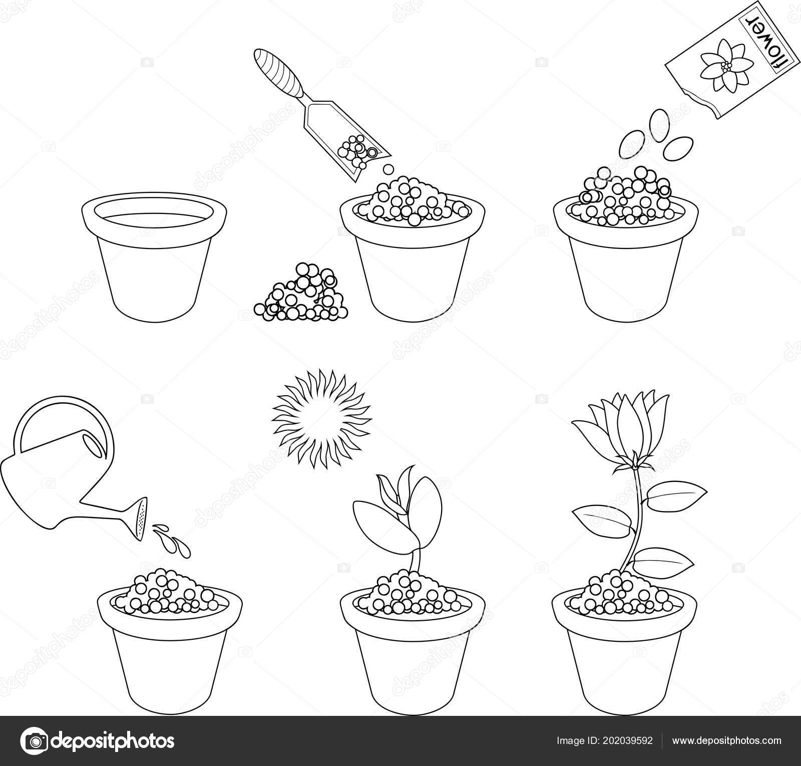 Coloring page instructions how plant flower six easy steps step stock vector by mariaflaya