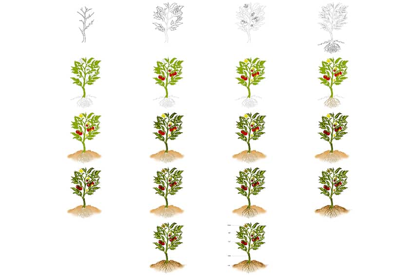 How to draw a plant