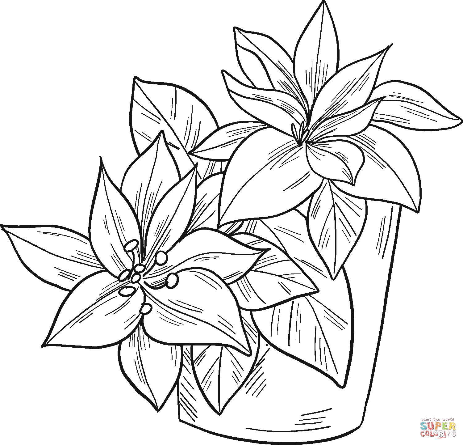 Poinsettia in a pot coloring page free printable coloring pages