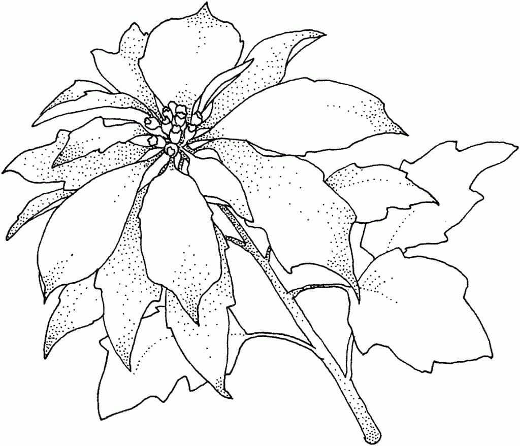 Poinsettia for free coloring page