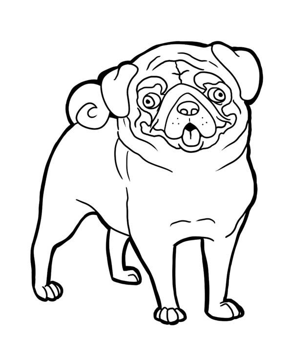 Pug funny face coloring page color luna pugs funny dog coloring page pugs