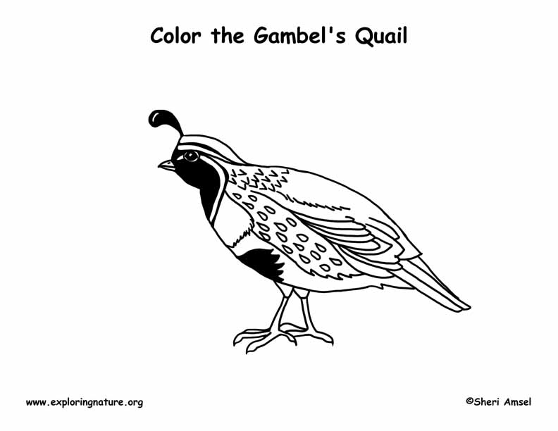 Quail gambels coloring page