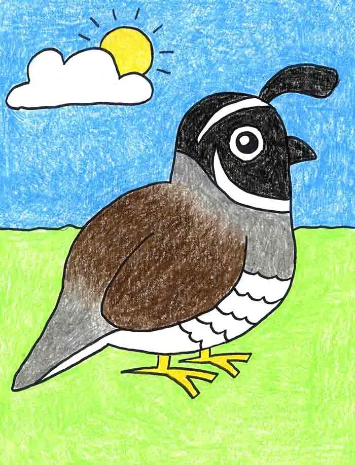 Easy how to draw a quail tutorial and quail coloring page