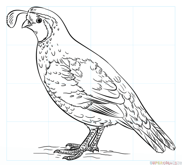 How to draw a california quail step by step drawing tutorials