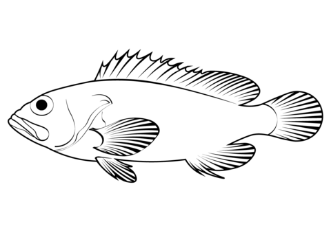 Acadian redfish sebastes fasciatus coloring page free printable coloring pages