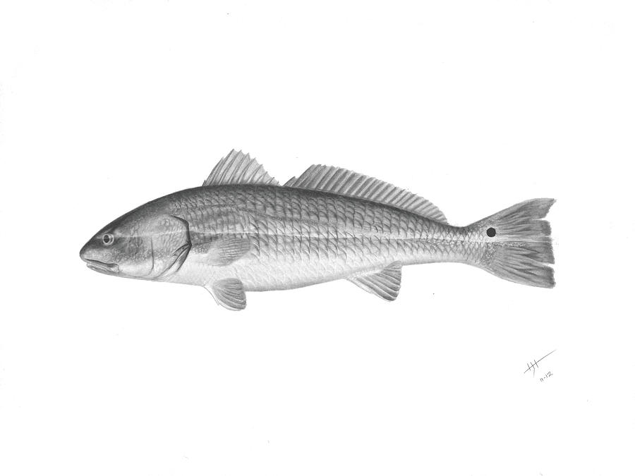 Redfish
