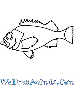How to draw a redfish