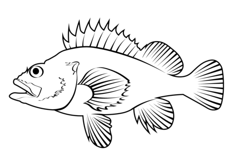 Rougheye rockfish sebastes aleutianus coloring page free printable coloring pages