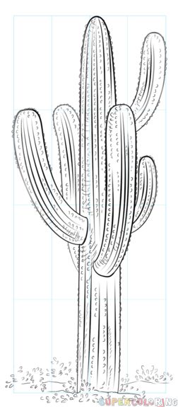 How to draw a saguaro cactus step by step drawing tutorials for kids and beginners cactus drawing cactus painting cactus pictures