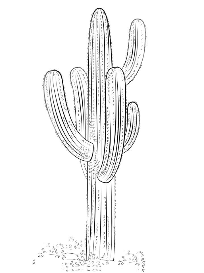 Perfect cactus coloring page