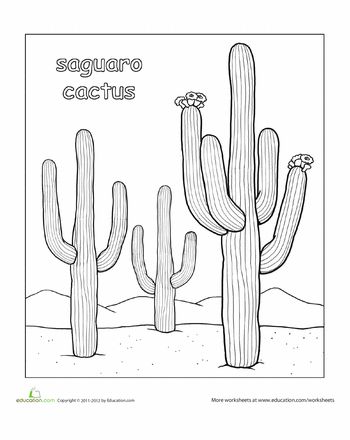 Color the saguaro cactus worksheet education saguaro cactus cactus drawing saguaro