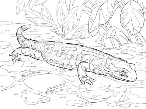 Fire salamander coloring page free printable coloring pages