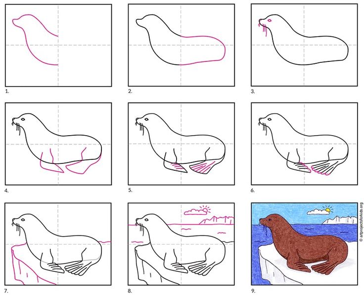 Easy how to draw a sea lion tutorial and sea lion coloring page lion coloring pages sea lion art sea lion