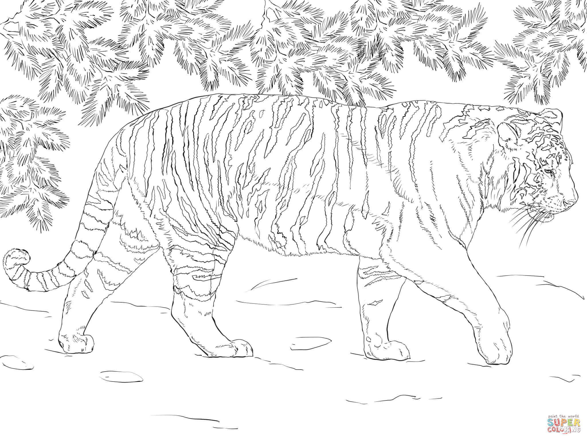 Siberian tiger coloring page free printable coloring pages