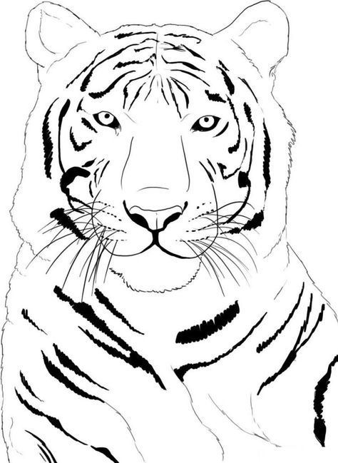 Free printable tiger coloring pages for kids tiger drawing animal outline easy animal drawings