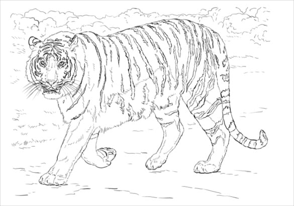 Animal coloring pages